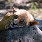 photo by Yvon Pons on Flickr